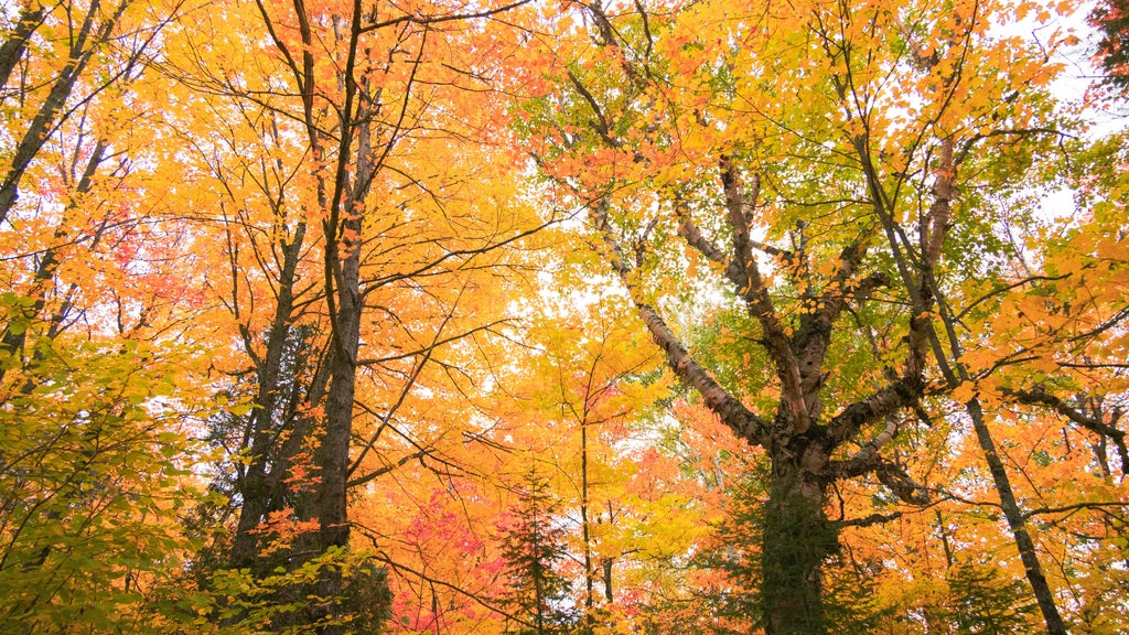 Summerlike weekend on tap in Twin Cities; fall returns early next week — WCCO / CBS Minnesota, Rosemount Community news