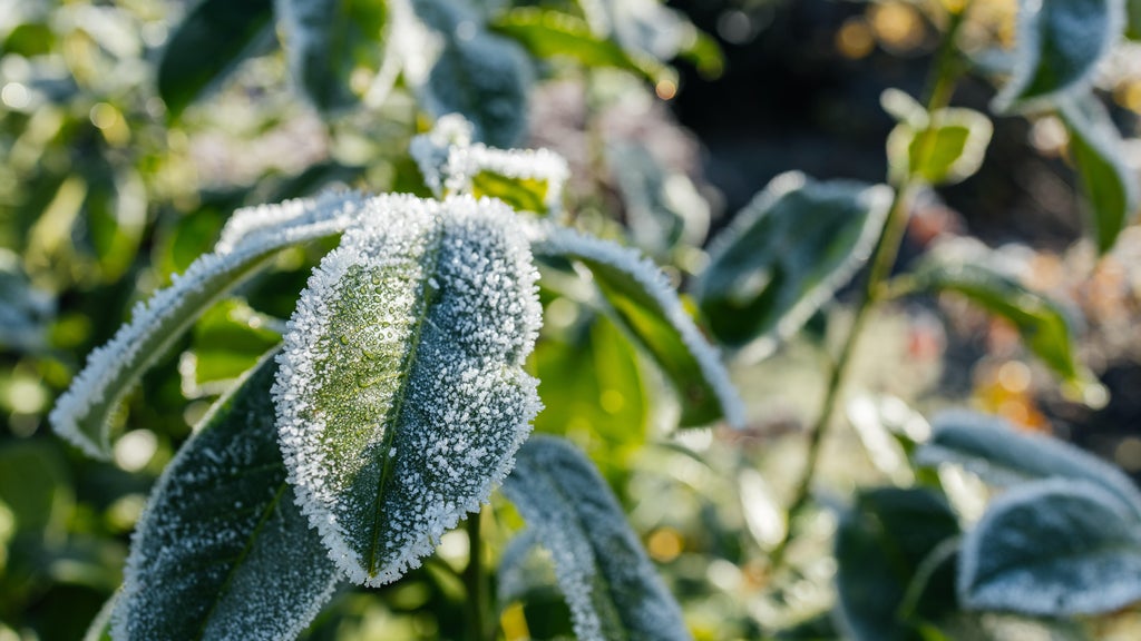 The first frost of the season is expected Saturday. Here's how to prepare your garden — WCCO / CBS Minnesota, Rosemount Sports news