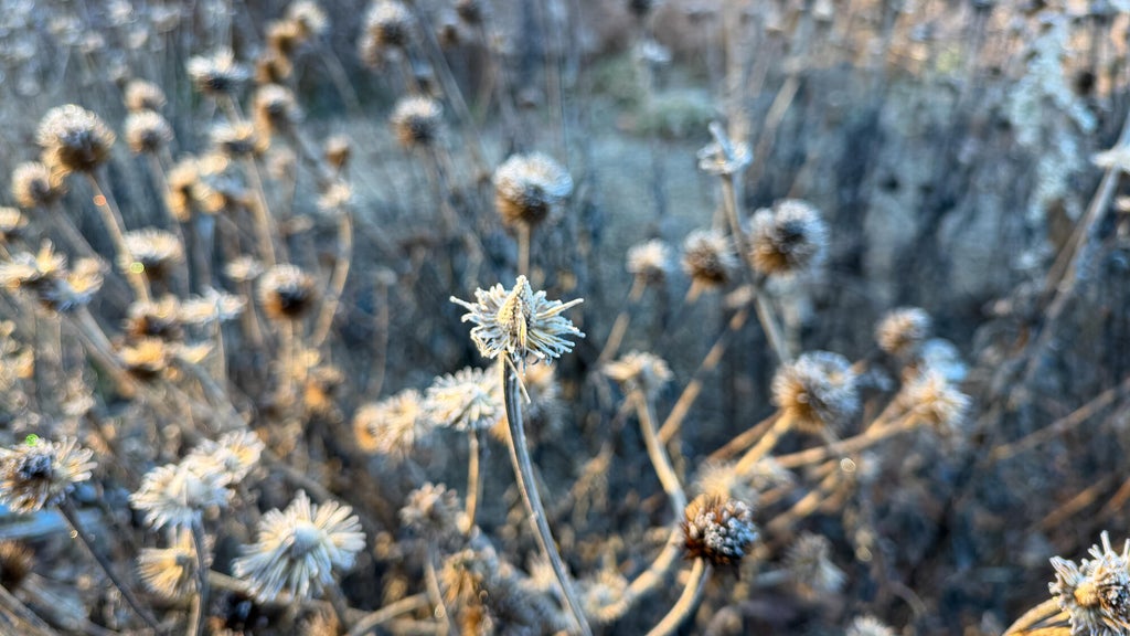 Breezy winds bring cool air to Minnesota, with first frost possible in the metro Friday night — WCCO / CBS Minnesota, Rosemount Sports news