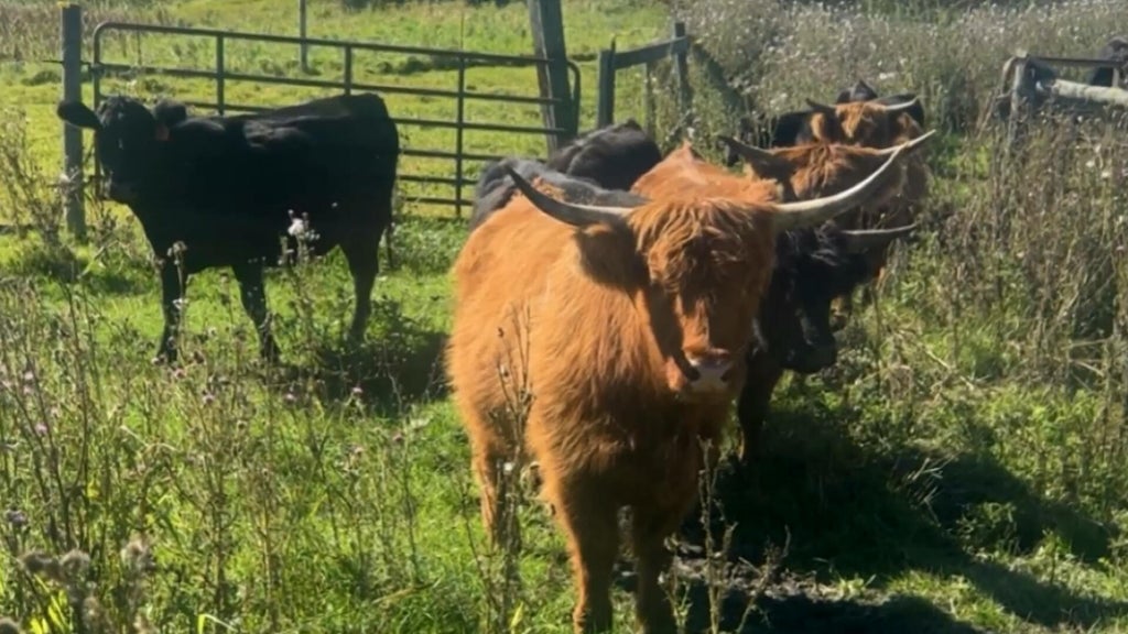 Minnesota farmer calls for thief to return nearly a dozen cows: "You're going to go to jail" — WCCO / CBS Minnesota, Rosemount Community news