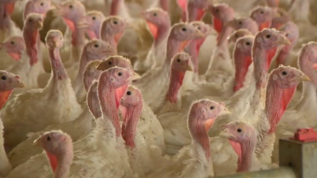 Bird flu confirmed in Barron County, Wisconsin, commercial poultry flock — WCCO / CBS Minnesota, Rosemount Real Estate news