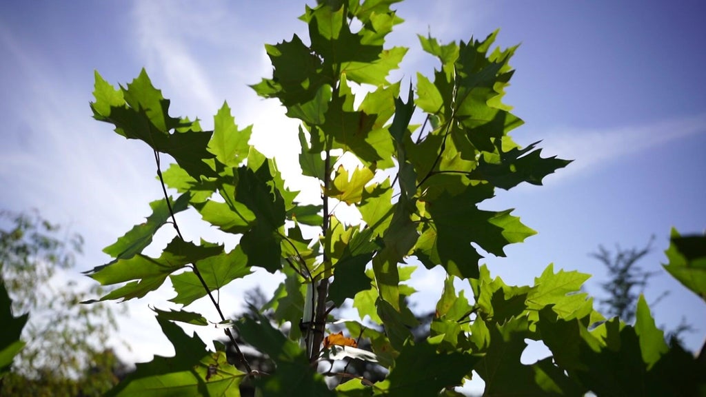 St. Paul city employees help plant trees at church in Rondo neighborhood — WCCO / CBS Minnesota, Rosemount Real Estate news