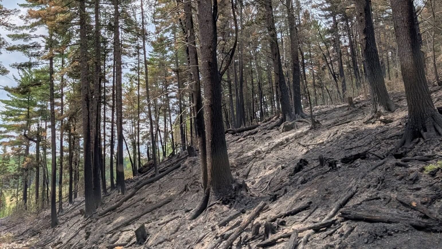 74-year-old who became separated from his family on a trail in Ely was discovered dead — KSTP 5, Rosemount Community news