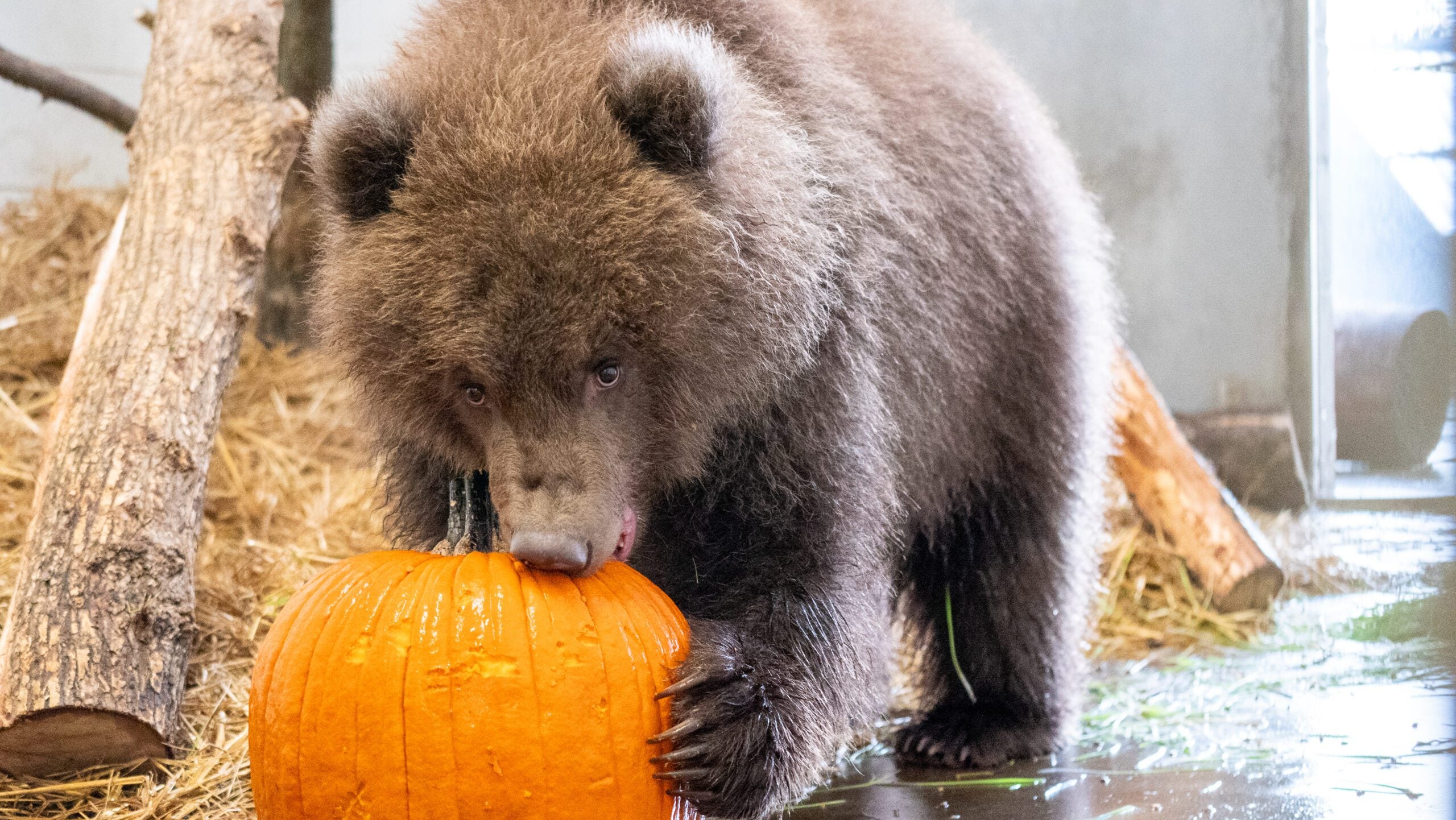 Minnesota Zoo welcomes 3 orphaned brown bear cubs rescued from Alaska — Rosemount Health news