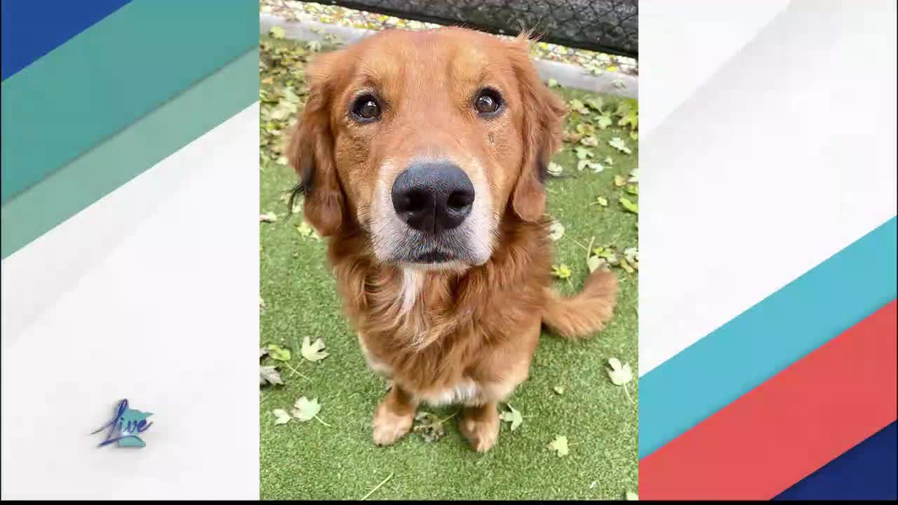 Adopt a Dog Month: Golden Retrievers — KSTP 5, Rosemount Community news