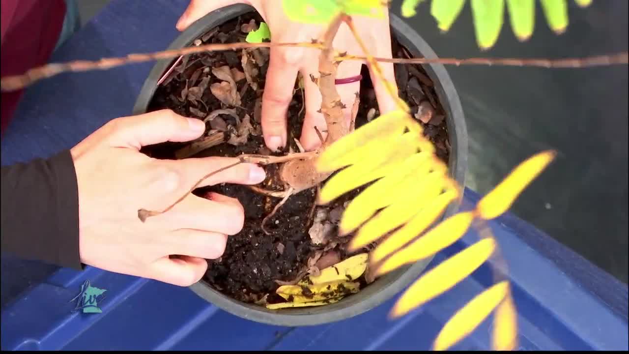 Tips for Planting Trees — KSTP 5, Rosemount Community news