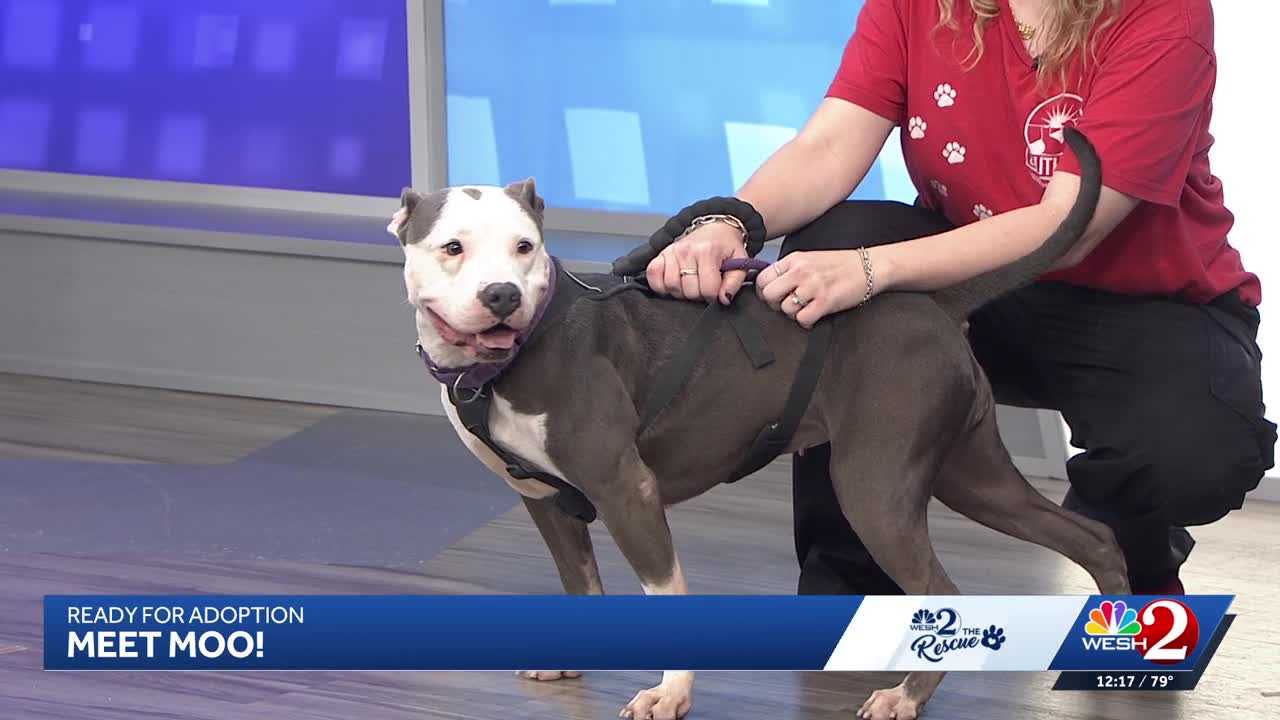 Moo at Southeast Volusia Humane Society is looking for a home — WESH 2 Orlando, Rosemount Community news
