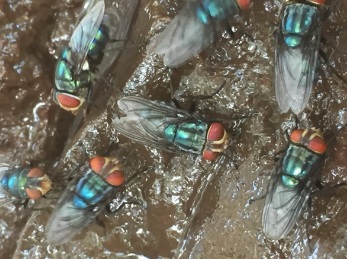 Odor complaints target Mexico’s screwworm fly facility — KFGO, Rosemount Schools news