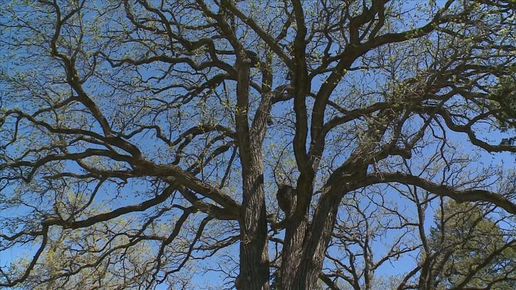 How to keep your oak trees healthy — KARE 11 Local, Rosemount Health news