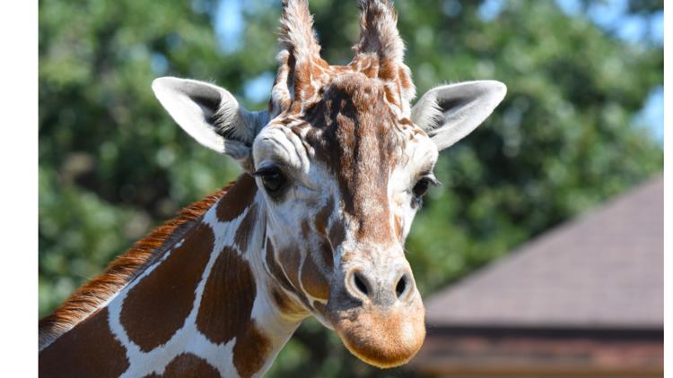 Como Zoo mourns loss of beloved giraffe, 'Skeeter' — Rosemount Community news