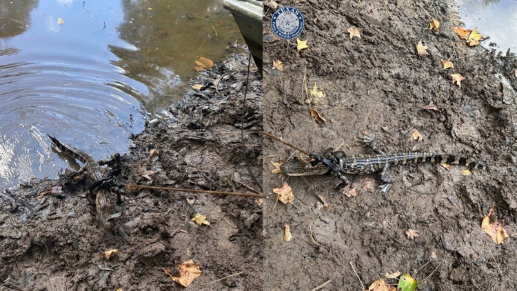 Alligator found tied to boat in East Texas pond; man cited for illegal possession, wardens say — KHOU 11 (Houston), Rosemount Sports news