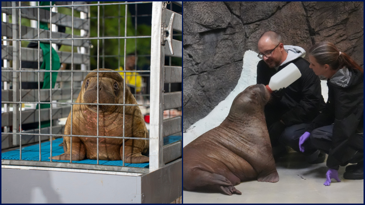 Orphaned baby walrus in Alaska flown 4,800 miles to new home in Florida — FOX 9, Rosemount Community news