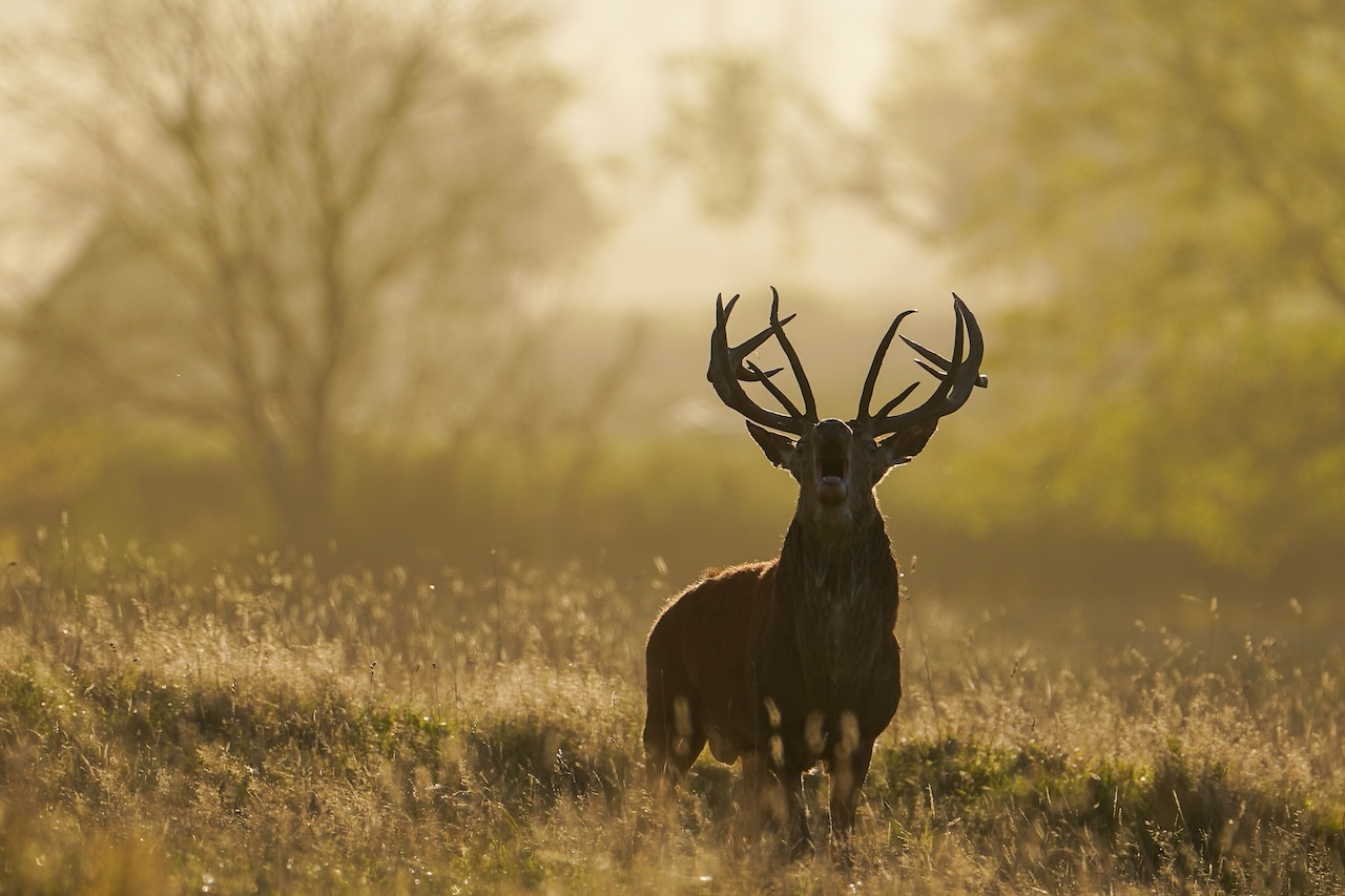 Deer-related crashes spike in the fall. Here's why. — FOX 9, Rosemount Sports news