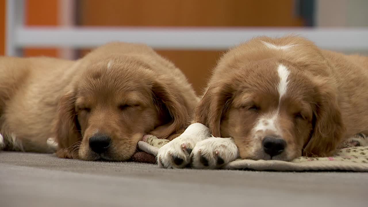 36 dogs rescued from unlicensed breeder in Cass County — Rosemount Community news