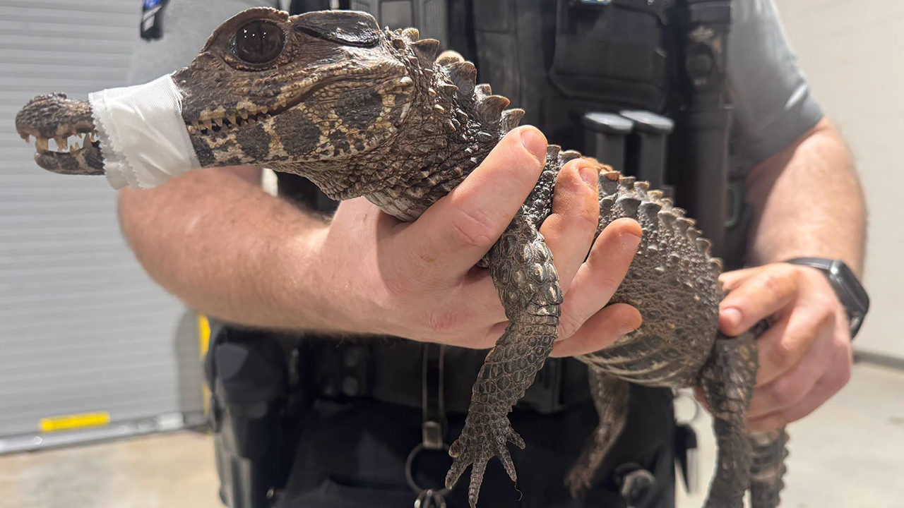 Watch: Deputies in Oklahoma capture escaped caiman after months on the loose — FOX 9, Rosemount Community news